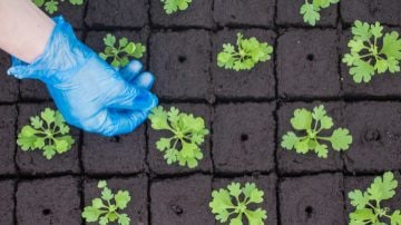 LED-förökningslampor ökar framgångsfrekvensen för förökning