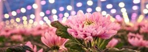 LED-växtbelysning för blomsterodling