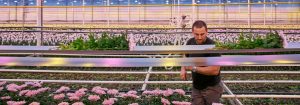 LED-växtbelysning ger dig starkare krysantemum med längre livslängd