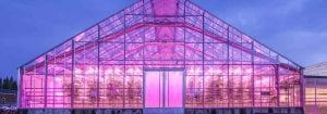 LED-belysning i växthus