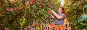GreenPower LED-produkter för växtodling