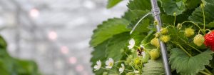 Philips GreenPower LED-blomlampa