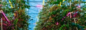 Philips GreenPower kompakt LED-lampa för ovanifrånbelysning