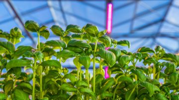 Grow herbs indoors with LED grow lights for higher productivity and better tasting crops