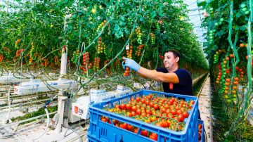 LED indoor grow lights for vegetables boost harvest and quality of crops