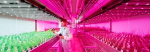Philips LED-växtpartner