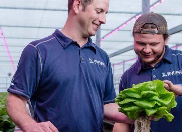 Great Lakes Growers Lettuce Herbs