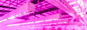 LED-belysning för vertikalt jordbruk