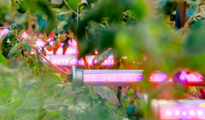 What is the difference between LED and HPS grow lights