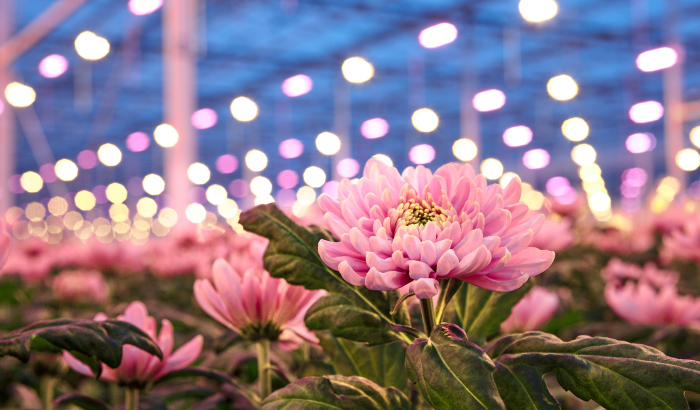 LED solutions for flowers