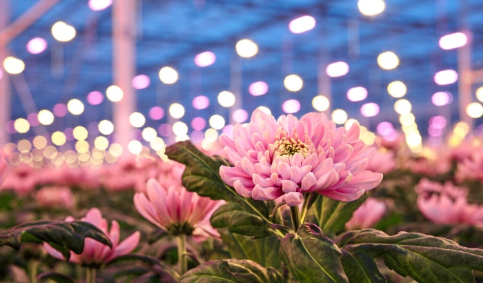 LED solutions for flowers