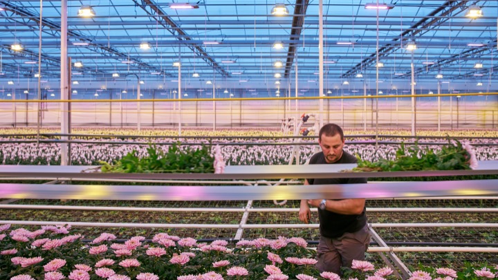 Floriculture