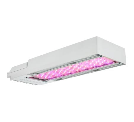 Philips GreenPower LED toplighting compact, LED grow lights for perennials and annuals