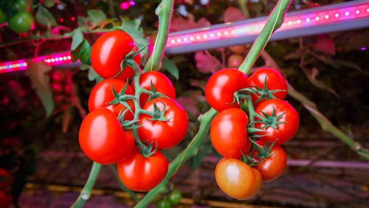 GreenPower LED interlighting greenhouse LED grow lights