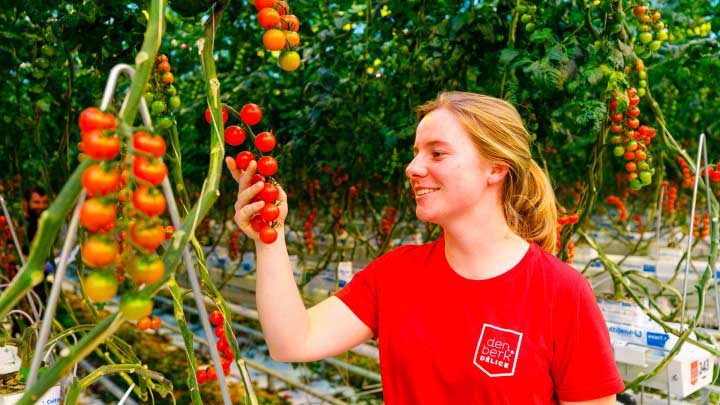 Greenhouse LEDs for vegetables –higher yields and tastier crops