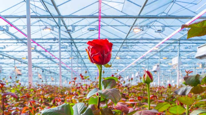 GreenPower LED toplighting greenhouse LED grow lights