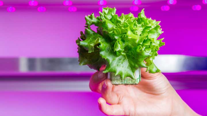 LED grow lights for lettuce – higher yields and compact heads