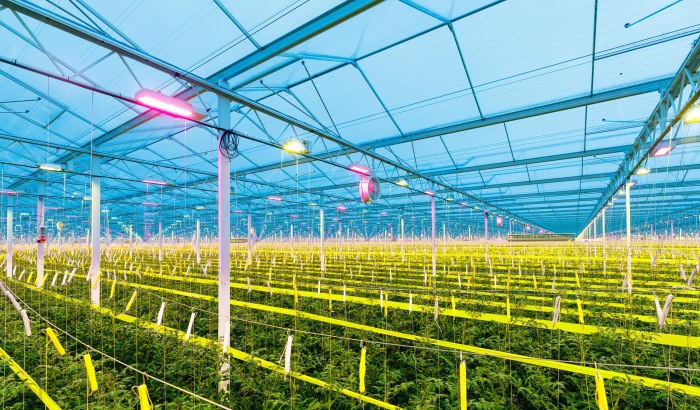 8 choices to a cost-effective LED grow light, part 2