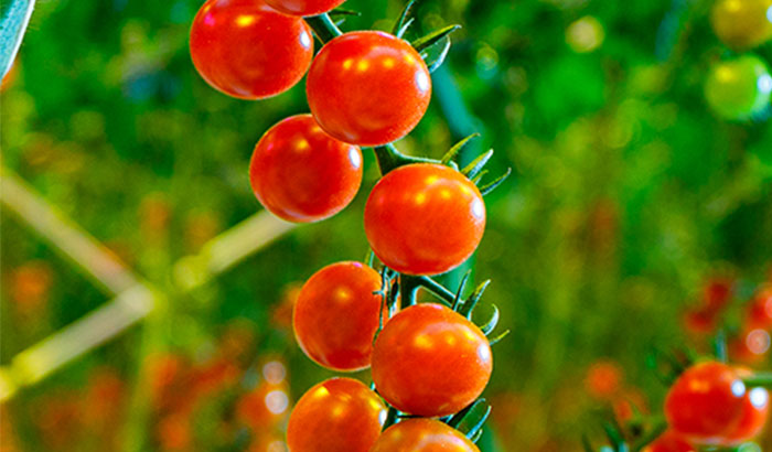 A whole season of hybrid tomato cultivation
