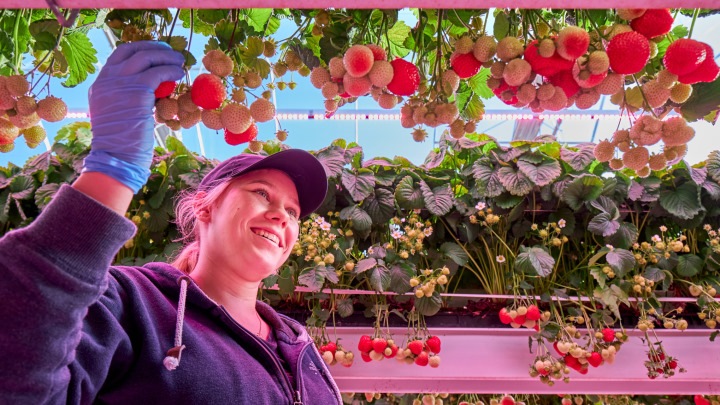 Greenhouse LEDs for fruits