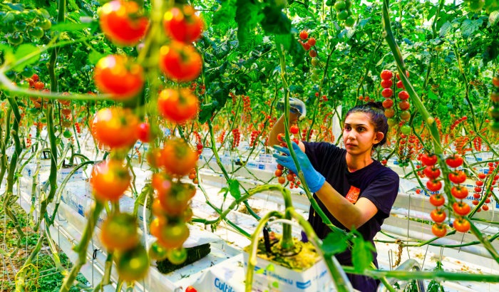 LED solutions for vegetables