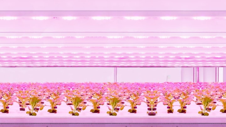 GreenPowerLED production module Static vertical farming lighting
