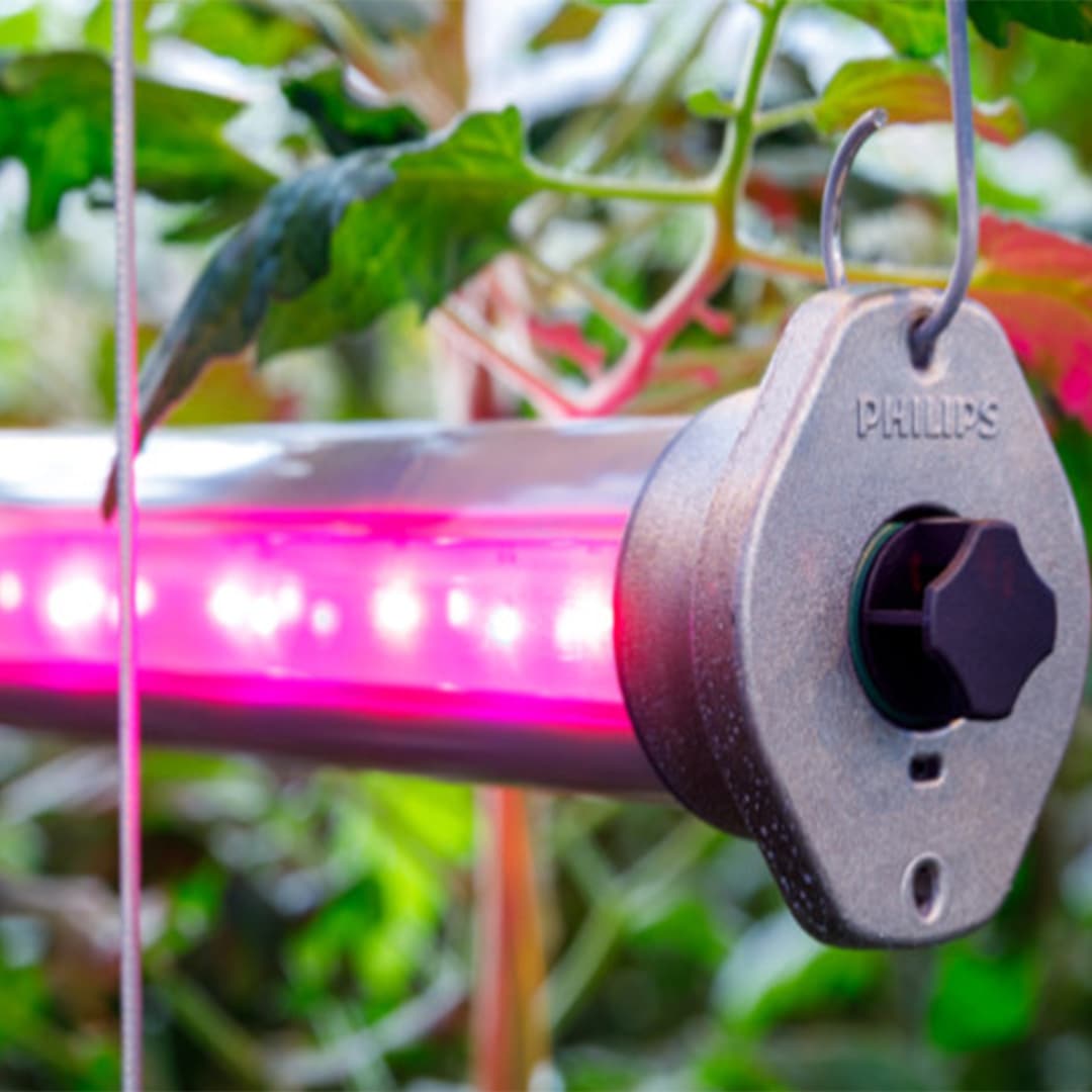 Dokumenterade resultat med LED-belysning i växtmassan för high-wire-odling?
