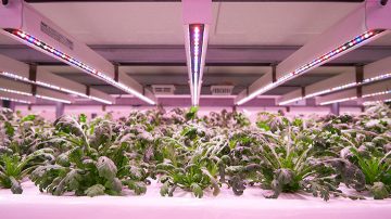 Greenhouse Delicious