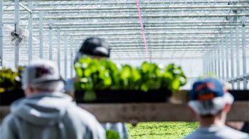 Bedding plants Florensis