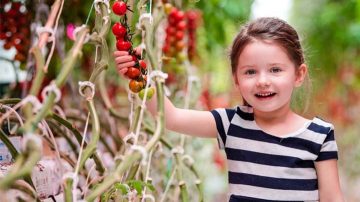 Brookberries greenhouse grows strawberries all year round