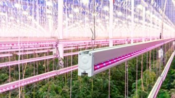 Colorful Philps lighting luminaire illuminated the greenhouse